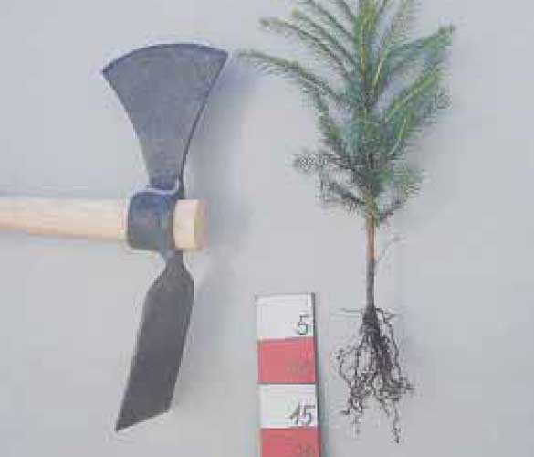 winkelpflanzung